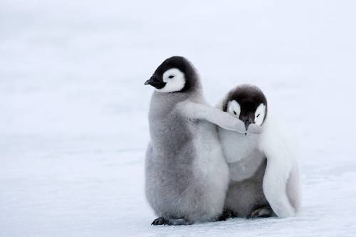 仲良く戯れるペンギン