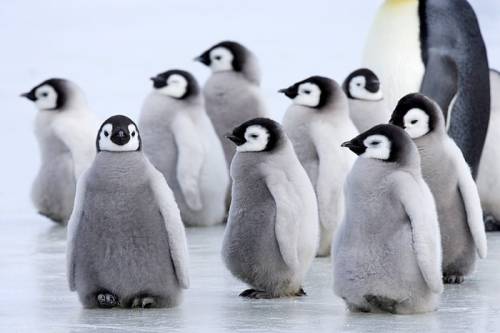 ペンギンの子供たち