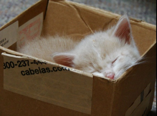 眠りについた可愛い猫の画像が可愛すぎる写真