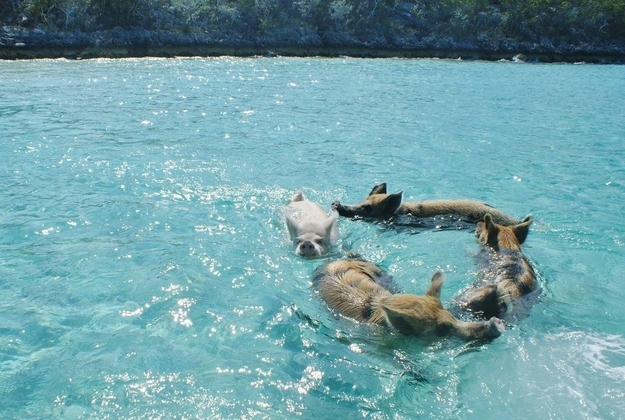 豚さんは実は泳げた！