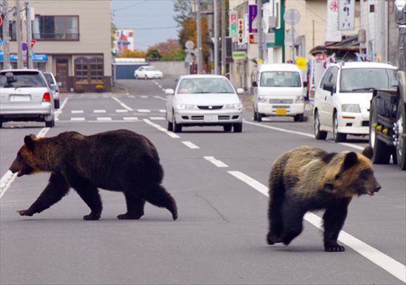 熊を散歩させるロシアの日常風景がヤバすぎる写真