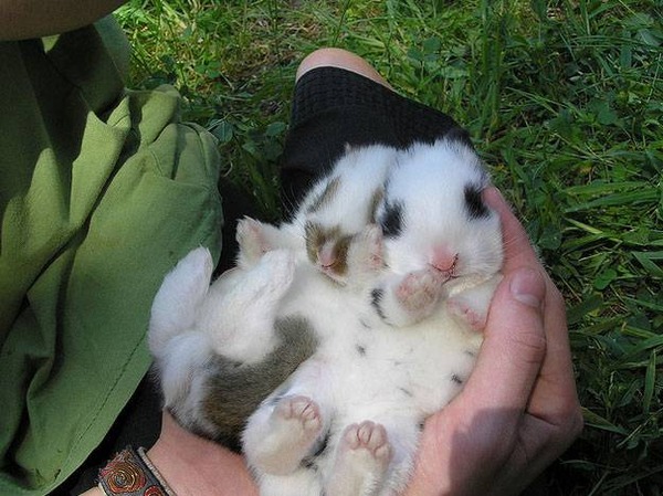 本当に可愛すぎるウサギさんの写真