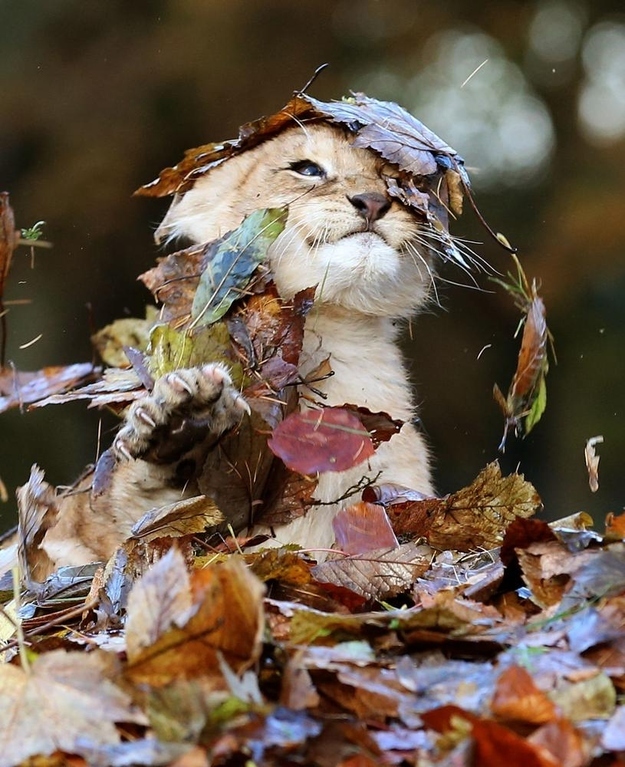 落ち葉にハイテンションになる子ライオンの写真