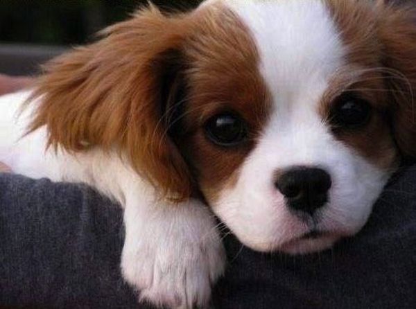 本当に可愛すぎて癒される子犬の写真