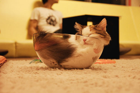 猫が可愛く液体化している可愛い写真