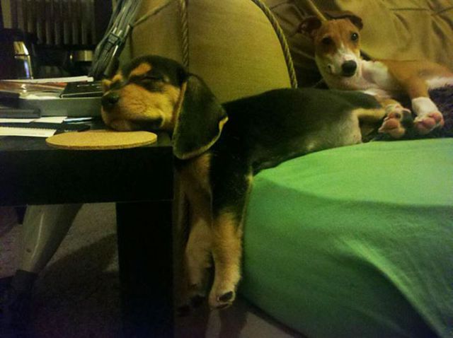 家具の間にはまっている犬と猫の可愛い写真