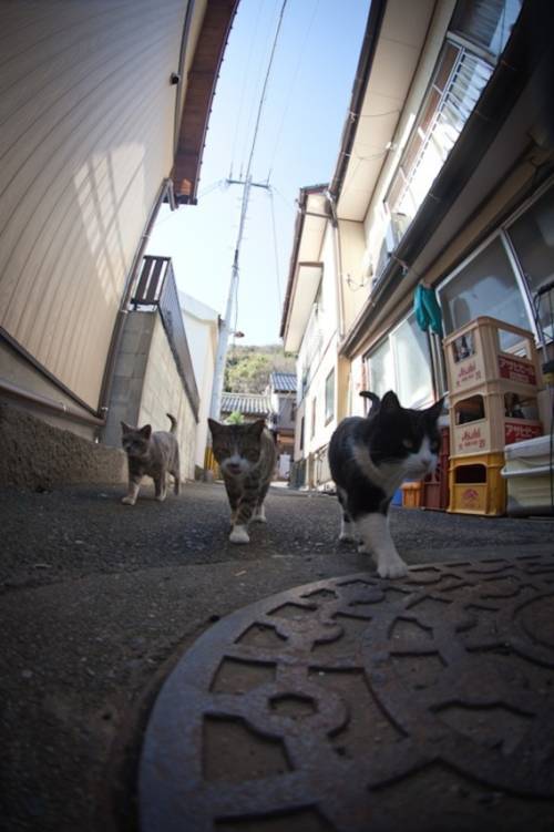 福岡にあった猫の島の写真