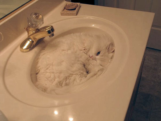 猫が可愛く液体化している可愛い写真
