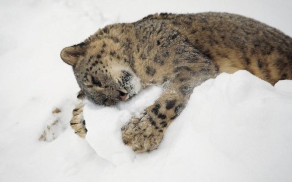 寒さも平気だよ！雪で遊ぶ可愛い動物たちの画像