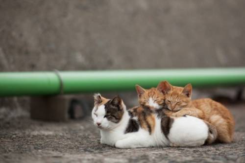 福岡にあった猫の島の写真