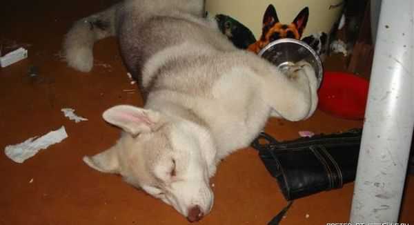 シベンリアン・ハスキー犬はイタズラがお好き♪の写真