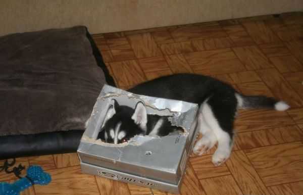 シベンリアン・ハスキー犬はイタズラがお好き♪の写真