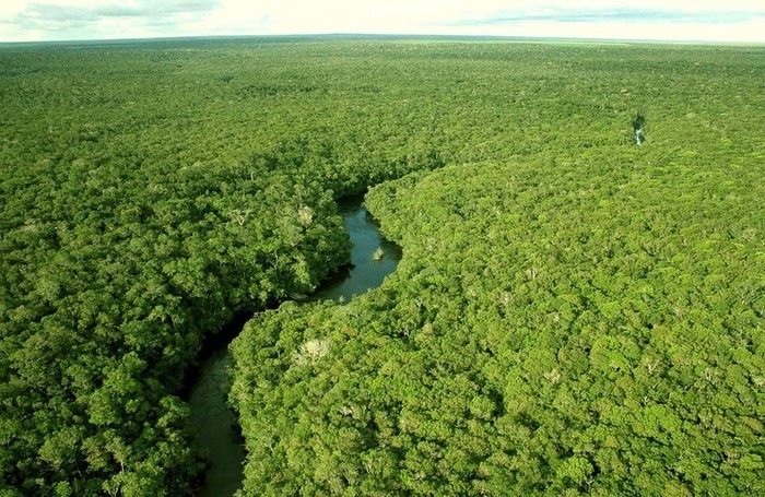 アマゾンのジャングル画像