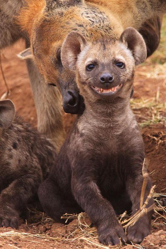 幸せそうに笑いすぎ！ニッコリ笑顔の動物たちの写真