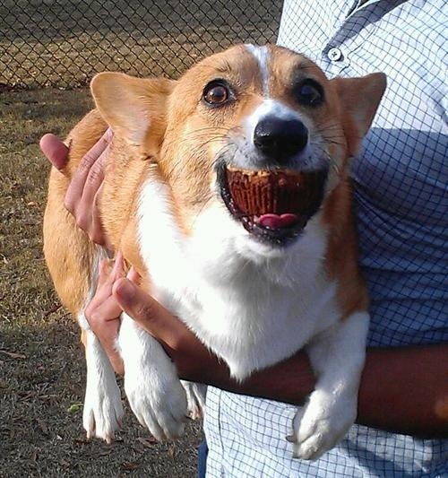 本当に可愛いコーギー犬の写真