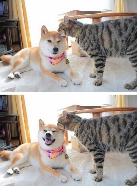 犬と猫が仲良しの可愛い写真