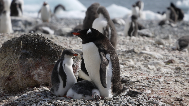 南極にいるペンギンが人懐っこすぎワロタ写真