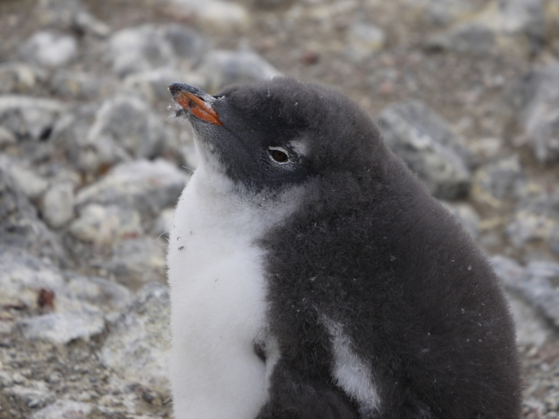 南極にいるペンギンが人懐っこすぎワロタ写真
