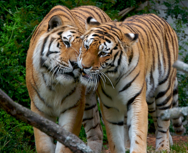 可愛い動物たちが仲良くキスしている写真