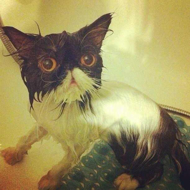 ネコの入浴シーン