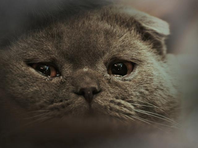 悲しい顔をした猫たちの写真