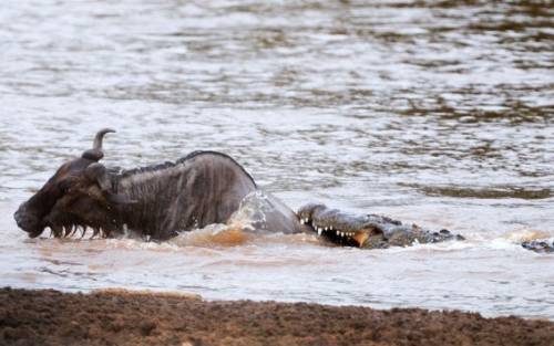 アフリカの大自然でヌーとシマウマが一緒に危険な川を渡る