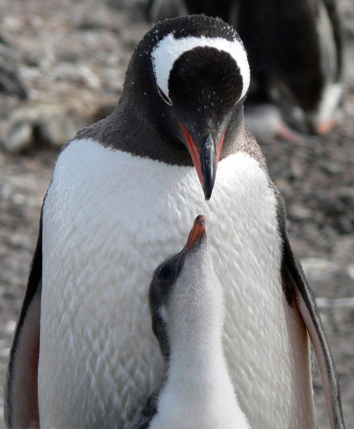 涼しそうなペンギン画像 