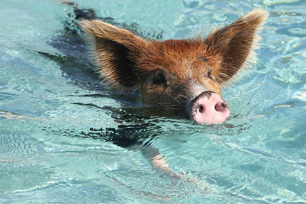 豚さんは実は泳げた！