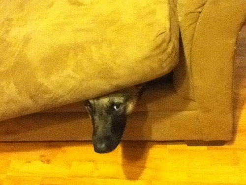 犬さんは、隠れるのが苦手！！と実感する写真