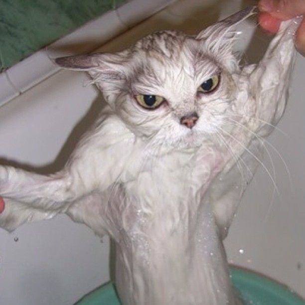 ネコの入浴シーン