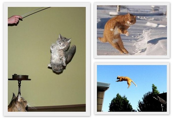 空中を飛行する可愛い猫たちの写真