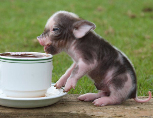 ミニ豚が可愛すぎる写真
