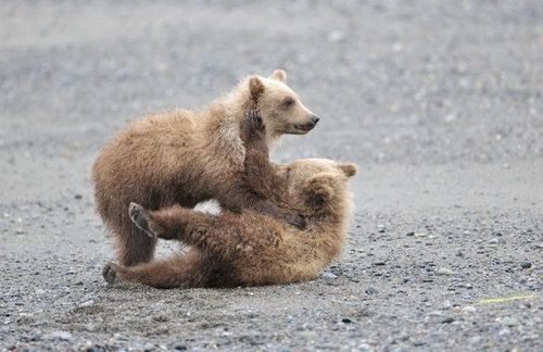 感情表現が豊かな自然の中の熊たち