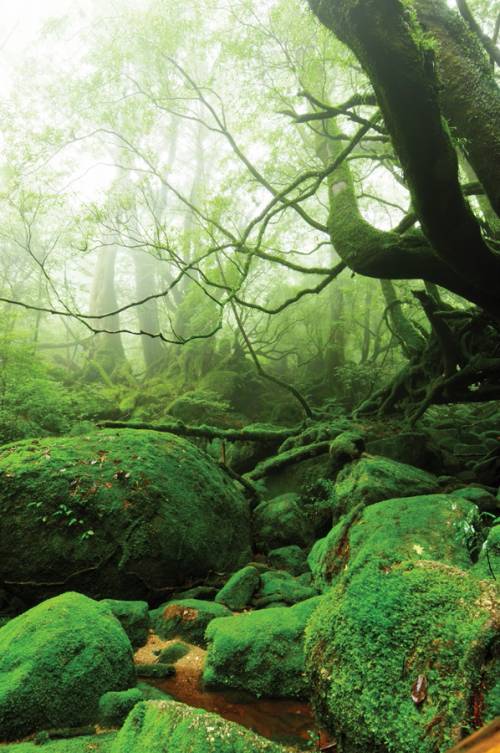 屋久島の神秘的自然が美しすぎる写真