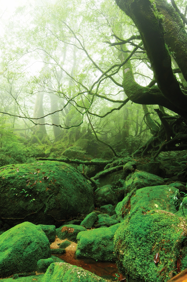 神秘的な屋久島の自然の写真