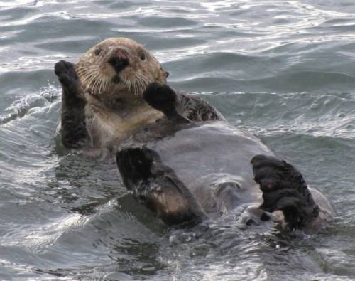 かわいい動物たちが手を振って「バイバイ」の動作する写真