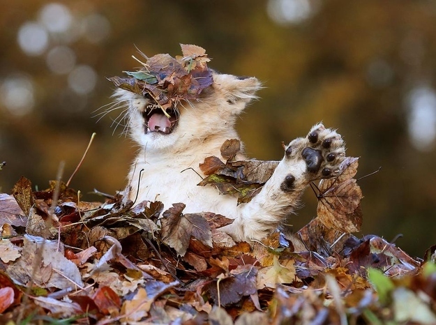 落ち葉にハイテンションになる子ライオンの写真