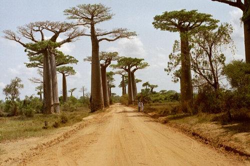 「バオバブの木」は、自然の生み出した不思議だと思える写真