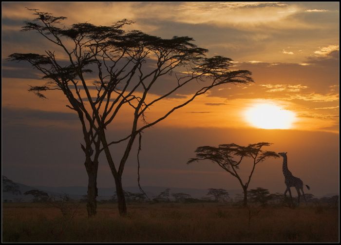 アフリカの野生動物たちの画像