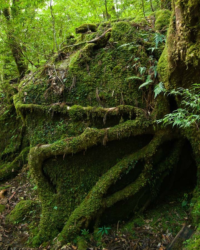 神秘的な屋久島の自然の写真