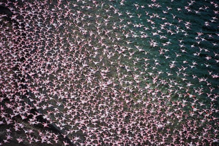 フラミンゴが大群すぎてワロタｗｗｗ写真