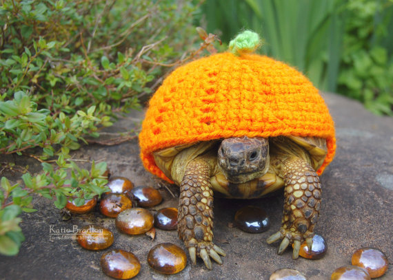 寒くなってきたから亀にセーターを着せてみた写真