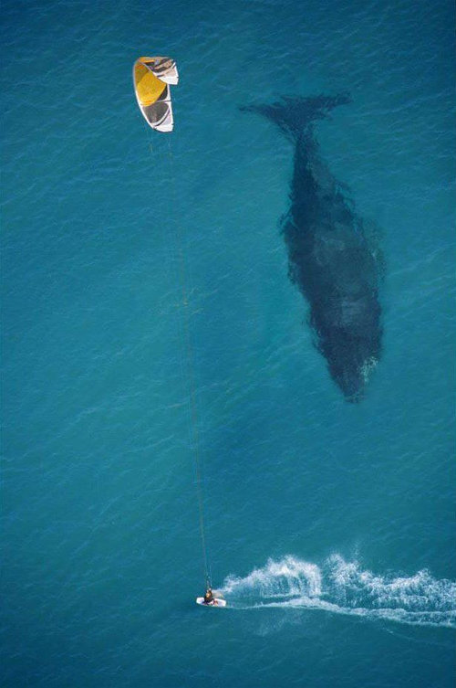 本当に驚くほど巨大すぎる動物たちの写真