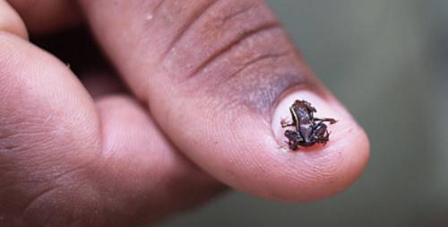 世界最小の脊椎動物！体長わずか7.7ミリのちっちゃいカエルPaedophryne amauensisの写真