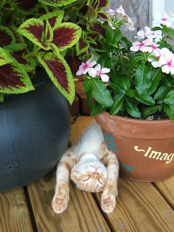 眠りについた可愛い猫の画像が可愛すぎる写真