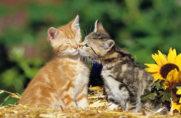 動物たちがキスする写真