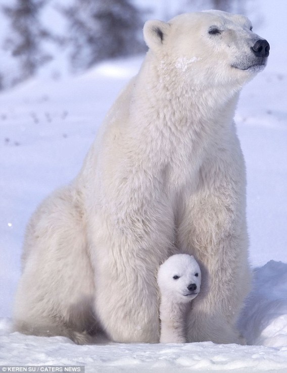 白熊の赤ちゃん
