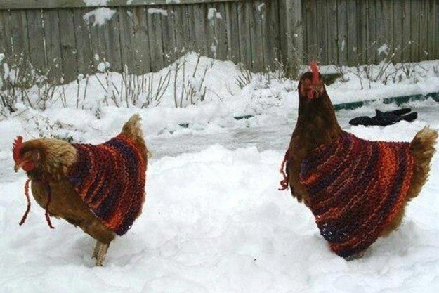 セーター着た暖かそうな動物画像