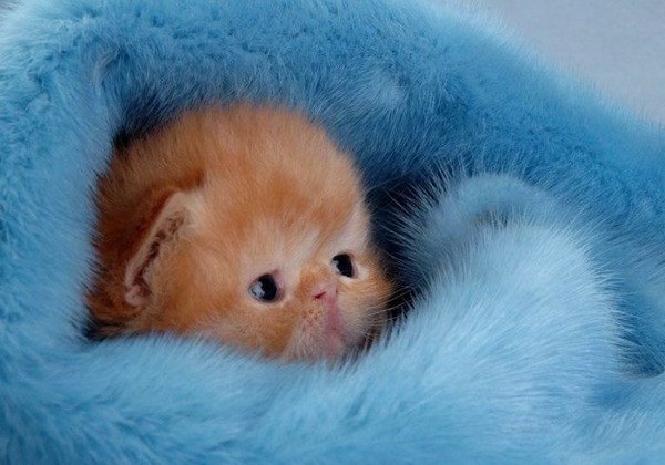 あまりの可愛さに驚くかわいい子猫の画像