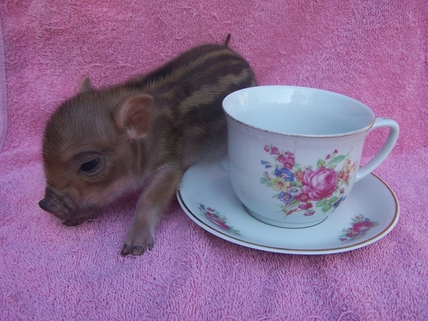 ティーカップの豚の赤ちゃんの写真